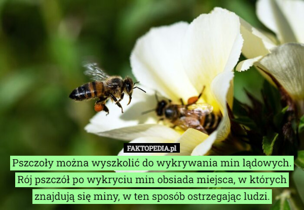 Pszczoły można wyszkolić do wykrywania min lądowych. Rój pszczół po wykryciu...