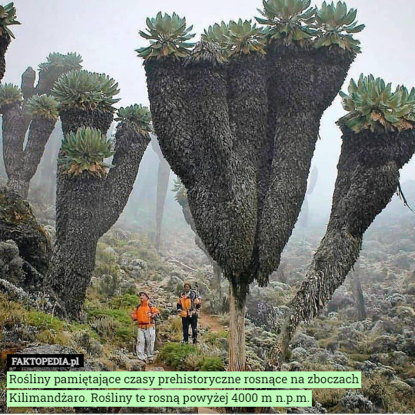 Rośliny pamiętające czasy prehistoryczne rosnące na zboczach Kilimandżaro...