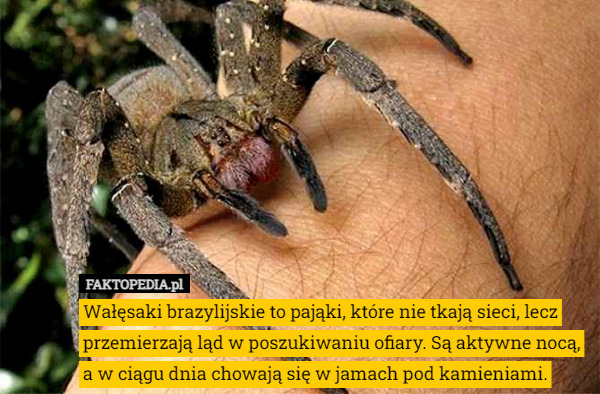 Wałęsaki brazylijskie to pająki, które nie tkają sieci, lecz przemierzają