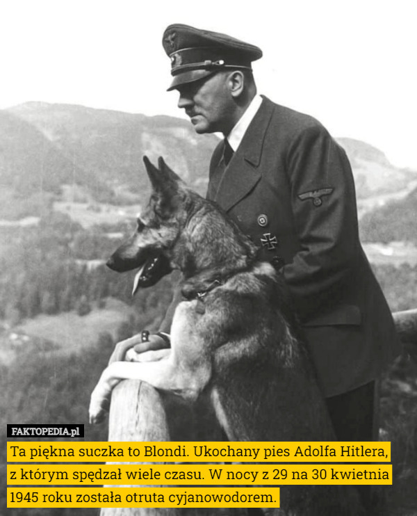 Ta piękna suczka to Blondi. Ukochany pies Adolfa Hitlera, z którym spędzał...