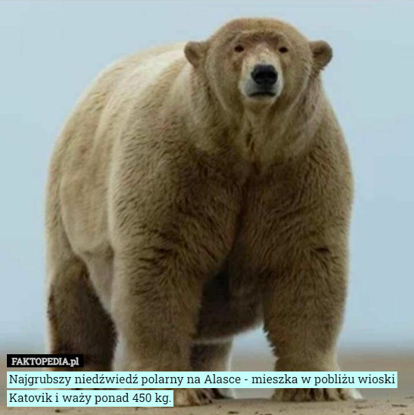 Najgrubszy niedźwiedź polarny na Alasce - mieszka w pobliżu wioski Katovik