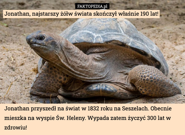 Jonathan, najstarszy żółw świata skończył właśnie 190 lat!