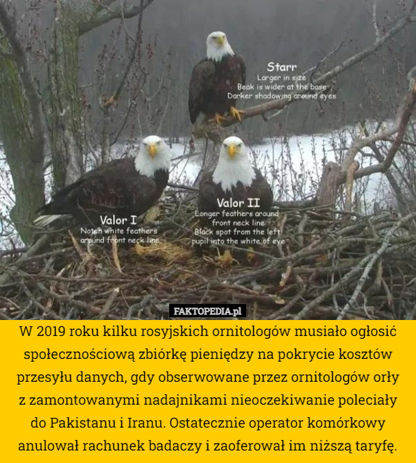 W 2019 roku kilku rosyjskich ornitologów musiało ogłosić społecznościową
