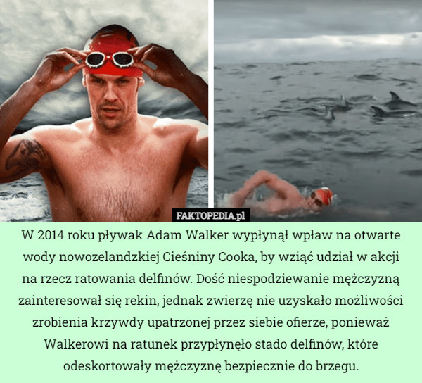 W 2014 roku pływak Adam Walker wypłynął wpław na otwarte wody nowozelandzkiej...