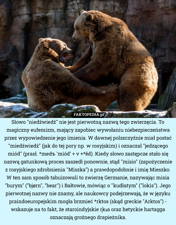 Słowo "niedźwiedź" nie jest pierwotną nazwą tego zwierzęcia. To