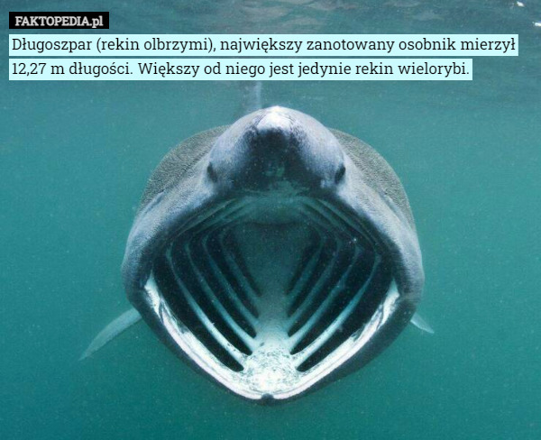Długoszpar (rekin olbrzymi), największy zanotowany osobnik mierzył 12,27...