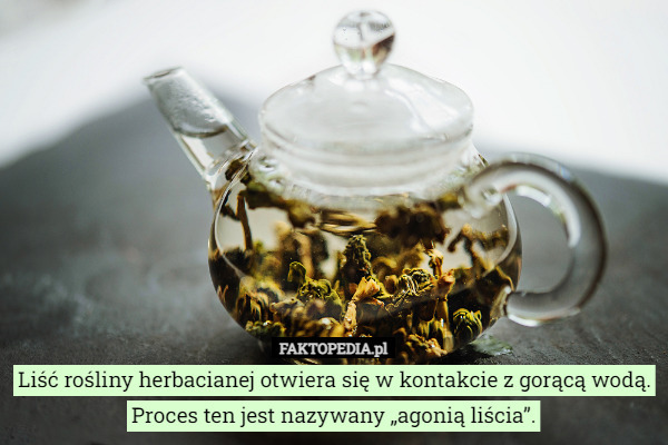 Liść rośliny herbacianej otwiera się w kontakcie z gorącą wodą. Proces ten...