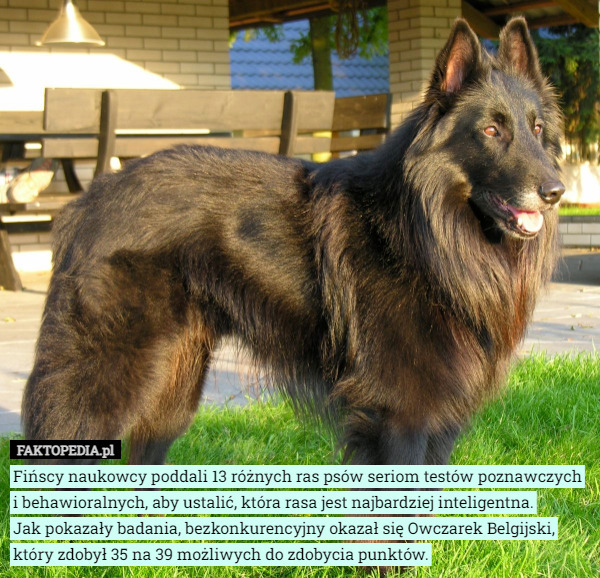 Fińscy naukowcy poddali 13 różnych ras psów seriom testów poznawczych i...