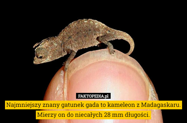 Najmniejszy znany gatunek gada to kameleon z Madagaskaru. Mierzy on do...