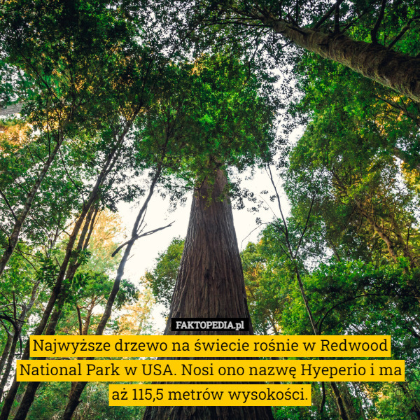 Najwyższe drzewo na świecie rośnie w Redwood National Park w USA. Nosi ono