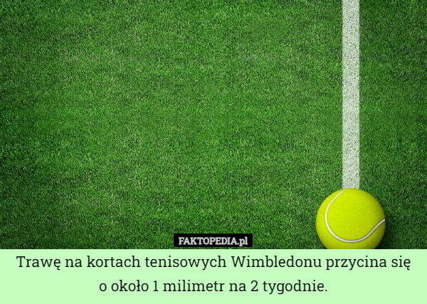 Trawę na kortach tenisowych Wimbledonu przycina się o około 1 milimetr na