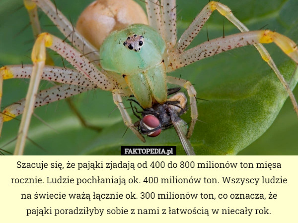 Szacuje się, że pająki zjadają od 400 do 800 milionów ton mięsa...