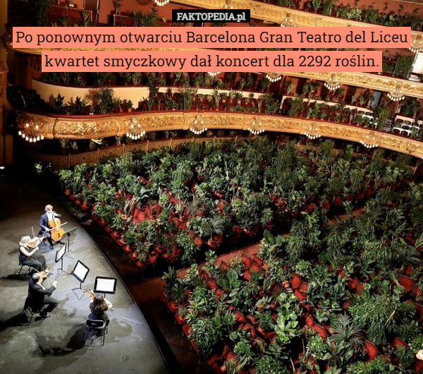 Po ponownym otwarciu Barcelona Gran Teatro del Liceu kwartet smyczkowy dał...
