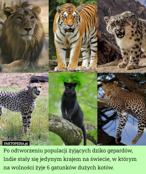 Po odtworzeniu populacji żyjących dziko gepardów, Indie stały się jedynym...