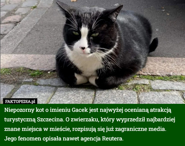 Niepozorny kot o imieniu Gacek jest najwyżej ocenianą atrakcją turystyczną...
