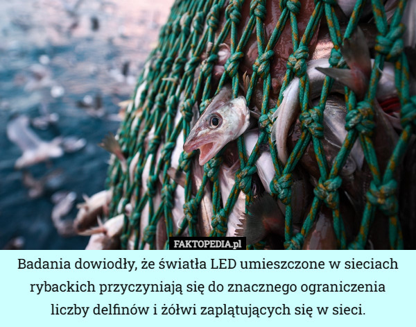 Badania dowiodły, że światła LED umieszczone w sieciach rybackich przyczyniają...