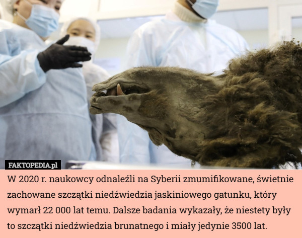 W 2020 r. naukowcy odnaleźli na Syberii zmumifikowane, świetnie zachowane...