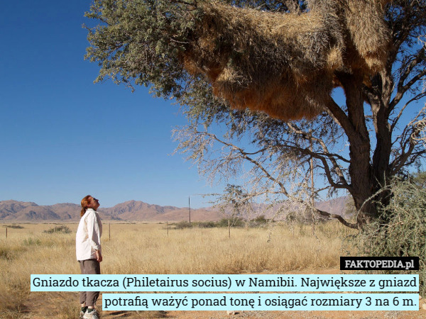 Gniazdo tkacza (Philetairus socius) w Namibii. Największe z gniazd potrafią...