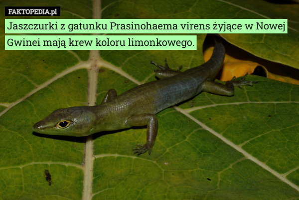 Jaszczurki z gatunku Prasinohaema virens żyjące w Nowej Gwinei mają krew...