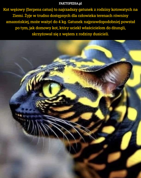 Kot wężowy (Serpens catus) to najrzadszy gatunek z rodziny kotowatych na...