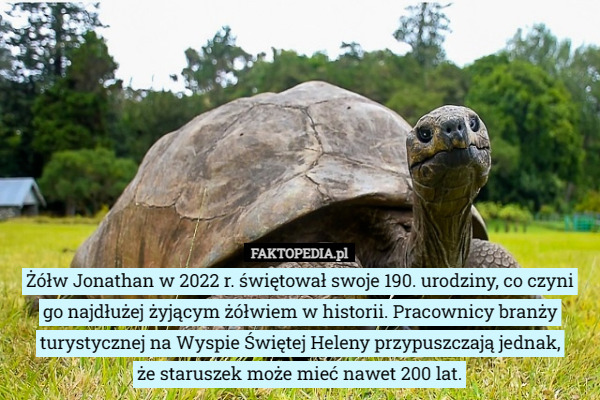 Żółw Jonathan w 2022 r. świętował swoje 190. urodziny, co czyni go najdłużej...