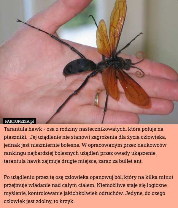 Tarantula hawk - osa z rodziny nastecznikowatych, która poluje na...