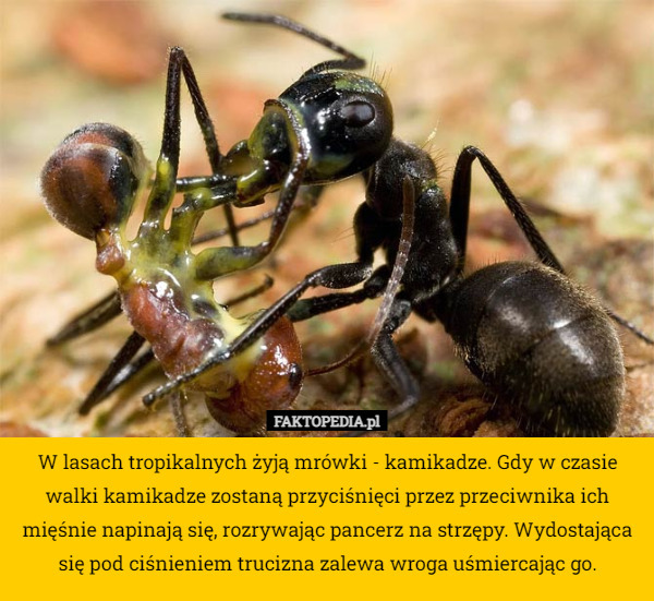 W lasach tropikalnych żyją mrówki - kamikadze. Gdy w czasie walki kamikadze