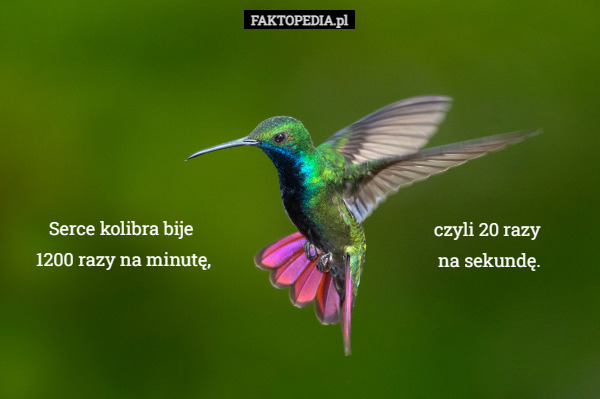 Serce kolibra bije 1200 razy na minutę,
