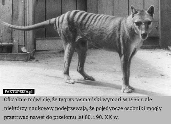 Oficjalnie mówi się, że tygrys tasmański wymarł w 1936 r. ale niektórzy