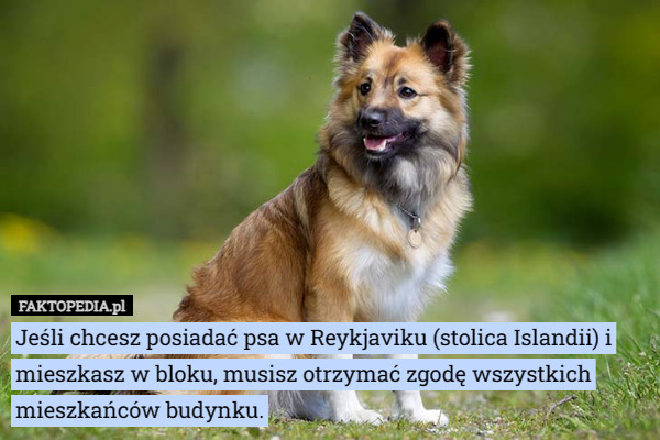 Jeśli chcesz posiadać psa w Reykjaviku (stolica Islandii) i mieszkasz w...