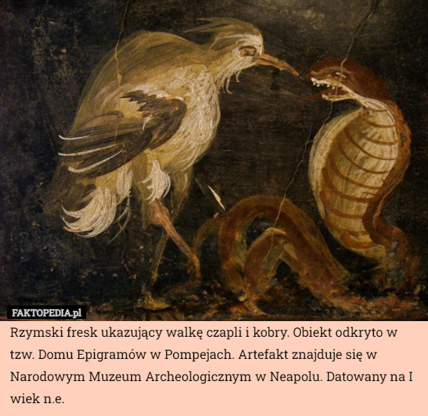 Rzymski fresk ukazujący walkę czapli i kobry. Obiekt odkryto w
