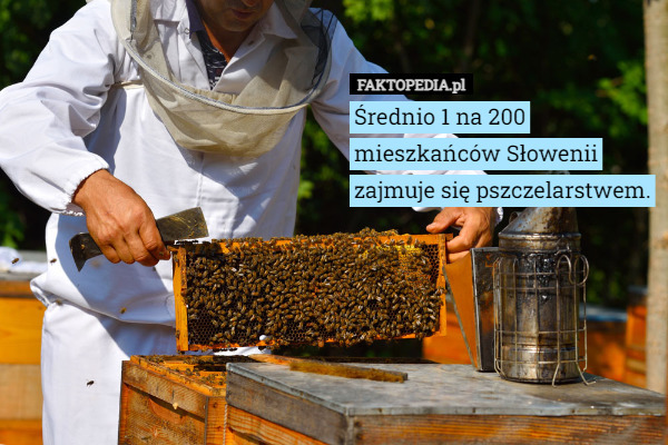 Średnio 1 na 200 mieszkańców Słowenii zajmuje się pszczelarstwem.