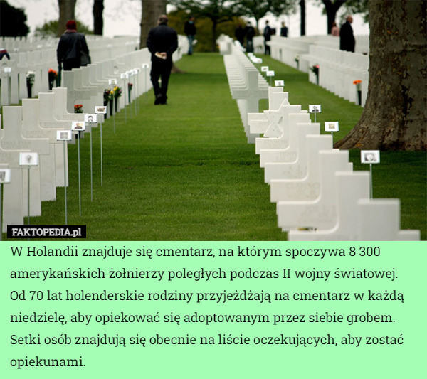 W Holandii znajduje się cmentarz, na którym spoczywa 8 300 amerykańskich