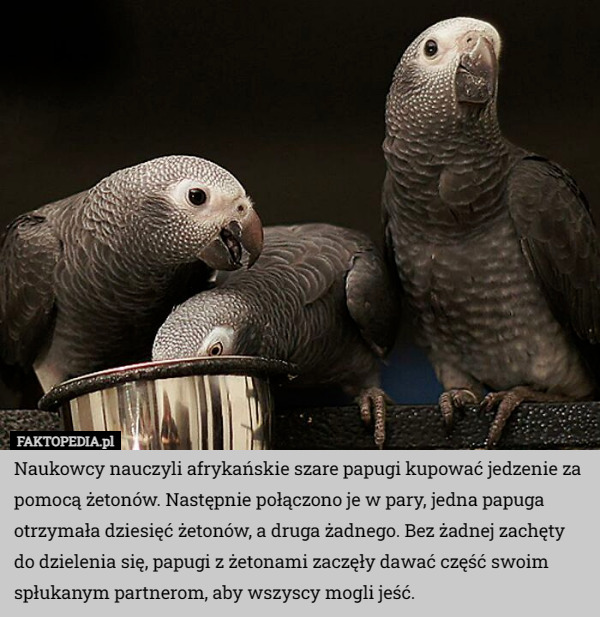 Naukowcy nauczyli afrykańskie szare papugi kupować jedzenie za pomocą...
