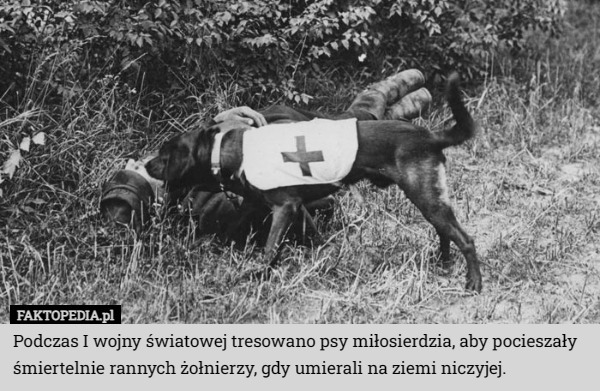 Podczas I wojny światowej tresowano psy miłosierdzia, aby pocieszały śmiertelnie...