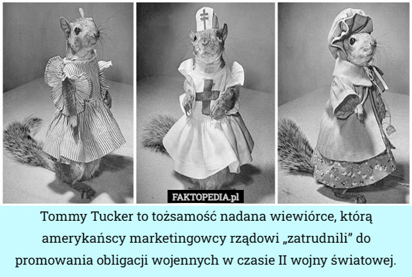 Tommy Tucker to tożsamość nadana wiewiórce, którą amerykańscy marketingowcy...
