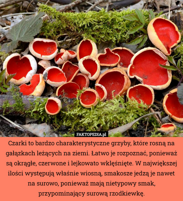 Czarki to bardzo charakterystyczne grzyby, które rosną na gałązkach leżących...