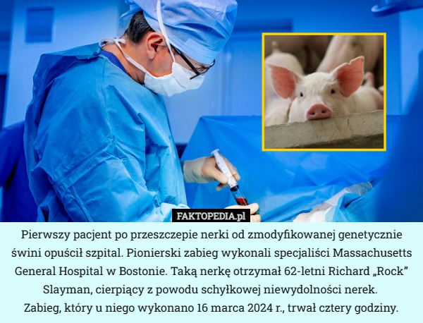 Pierwszy pacjent po przeszczepie nerki od zmodyfikowanej genetycznie świni...